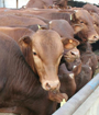 肉牛养殖技术最新盘点，适合农村的肉牛养殖技术