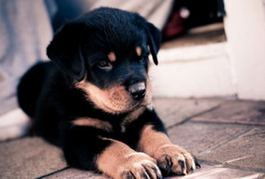 宠物药品|宠物药品牌-中国宠物药品网