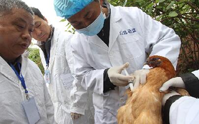 鸡气管堵塞的原因和对策-兽医在线-514193兽药