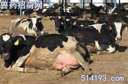 奶牛乳房炎综合防治方案
