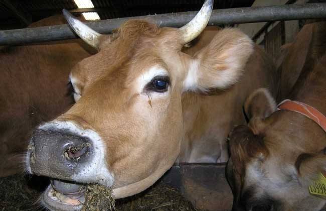 牛口蹄疫症状、初期症状有哪些？