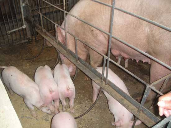 母猪产后多久开始喂料？喂什么料？怎么喂？