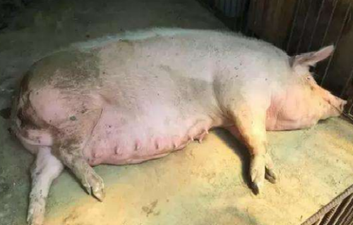 母猪产后恶露怎么办？如何防治？