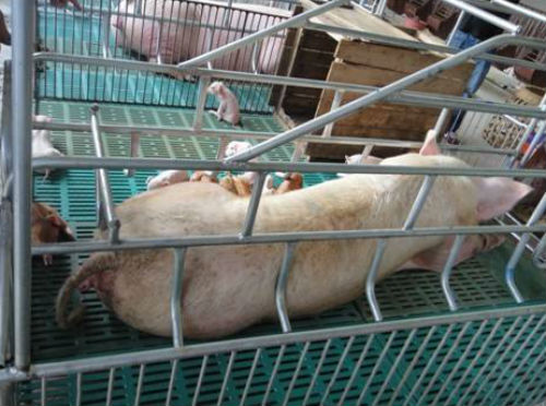 母猪产后便秘怎么办？如何防治？