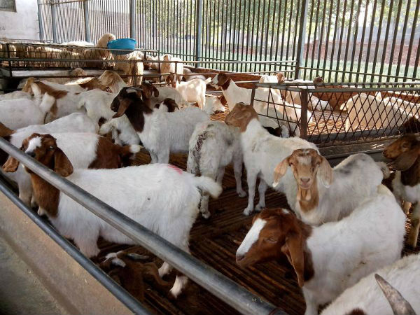 肉羊养殖怎么样?