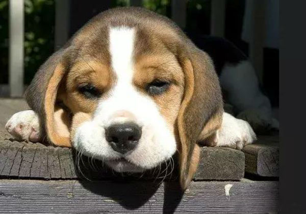犬瘟能治好吗？狗狗得了犬瘟怎么办？