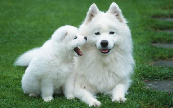 狗狗打了疫苗还会得犬瘟吗？犬瘟疫苗多久打一次？