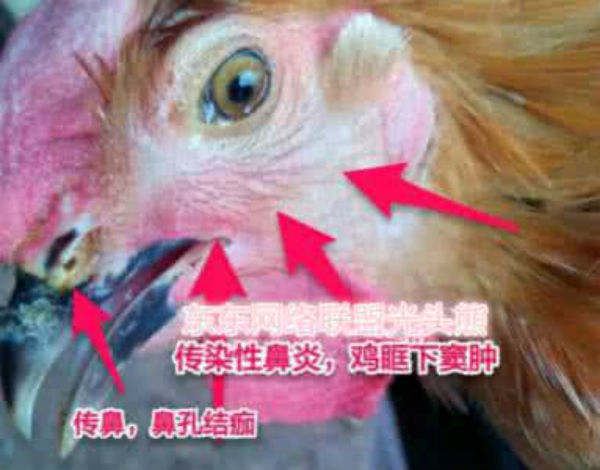 鸡传染性鼻炎的症状图片有哪些？