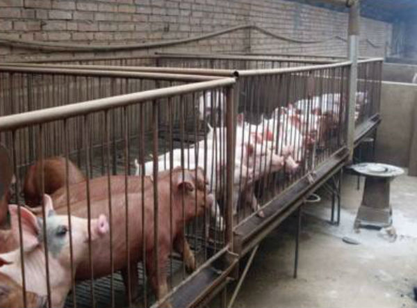 猪伪狂犬病疫苗有哪几种？怎么使用？