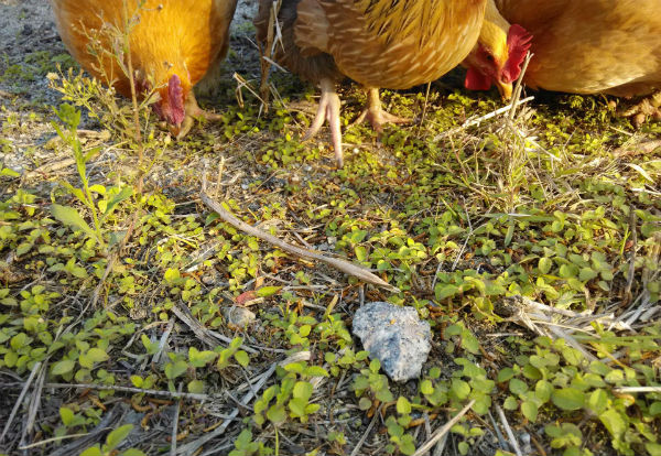 虫子鸡养殖前景如何?