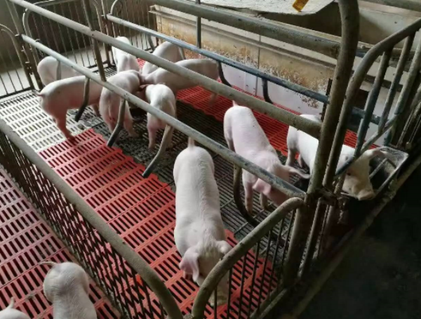 什么叫生态养猪 20190305094057_9531.png