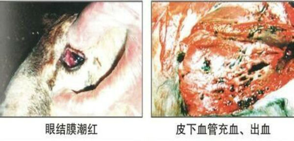 羊巴氏杆菌病的症状有哪些？怎么治？