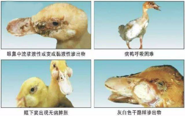 鸭呼吸道病症状有哪些?哪些原因会引起鸭呼吸道病?