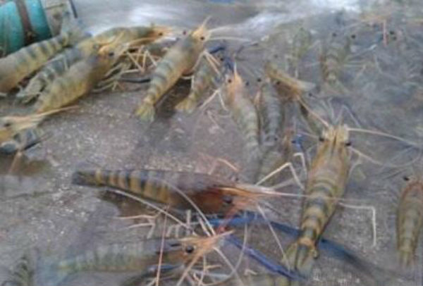 虾黑鳃病怎么治？好治吗？