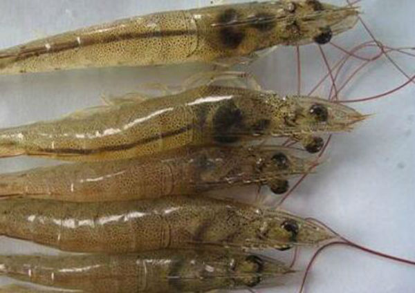 虾黑鳃病用什么药治疗好?虾黑鳃病如何预防?