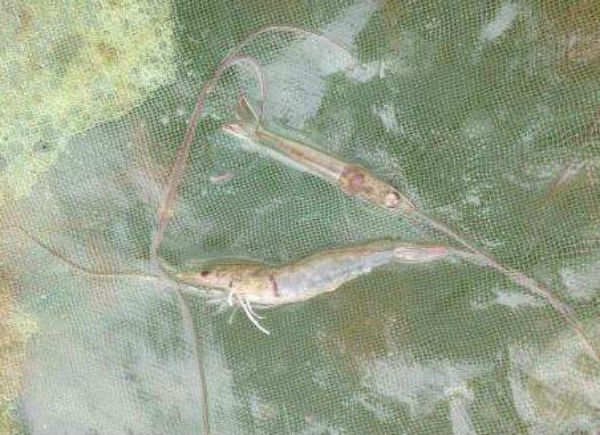 虾黑鳃病治疗方法大全