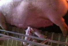 母猪无乳综合征