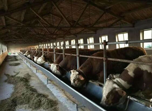 荷斯坦奶牛多少钱一头?荷斯坦奶牛一天产奶量