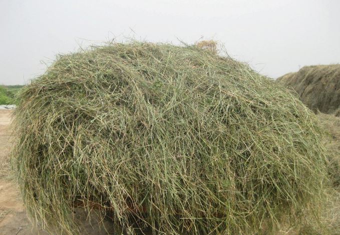 肉牛为什么要喂干草?蓉宝生物来解析