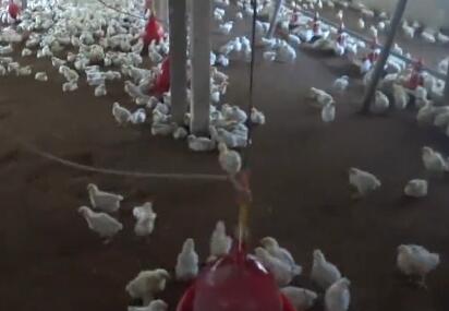 肉鸡腹水综合征的治疗方法，如何预防肉鸡腹水综合征?