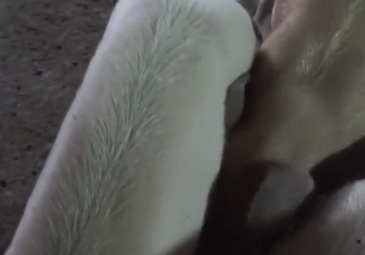 非洲猪瘟的症状及治疗方法