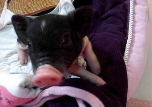 宠物小香猪都有哪些品种?