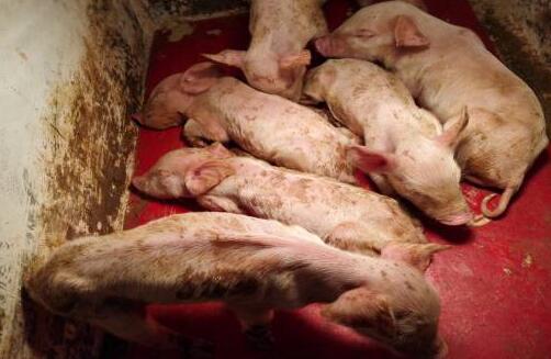 慢性猪瘟怎么治疗,慢性猪瘟的症状及图片-兽药招商网