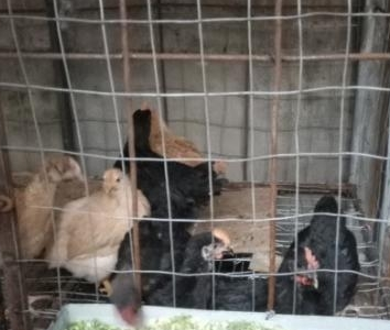 鸡笼的做法就这么简单（太实用了）
