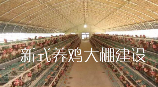 新式养鸡大棚怎么建？建设方法