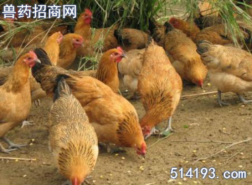 鸡呼吸道病用什么药治疗好?