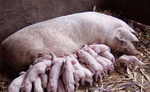 母猪乳房炎怎么治疗？四个方法