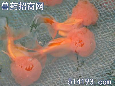 金鱼烂鳃病的治疗方法