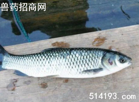 鱼烂鳃是什么原因？鱼鳃烂了怎么办？