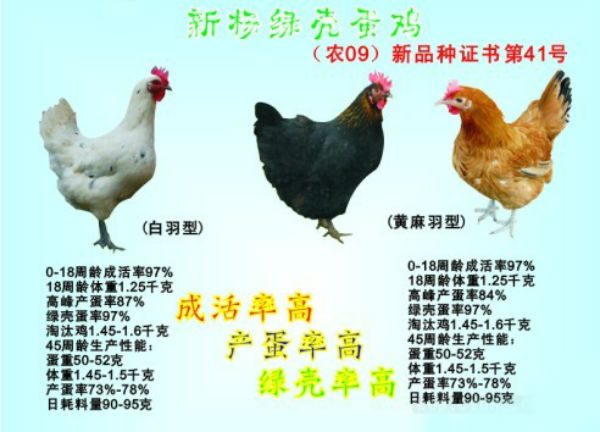 新杨绿壳蛋鸡图片及价格		