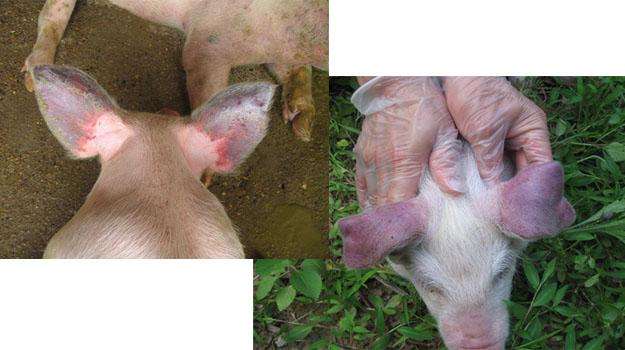 猪蓝耳病的治疗方法猪蓝耳病快速治疗方案