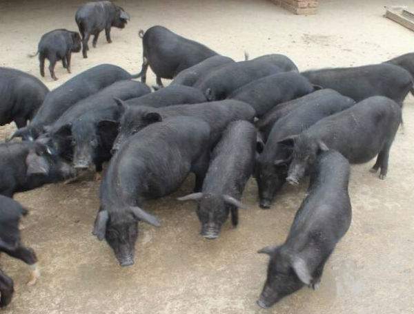 莱芜黑猪介绍及图片,价格