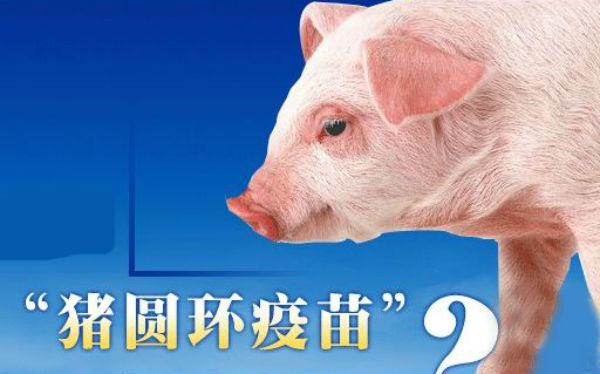 猪圆环病毒病疫苗有哪些？什么时候打？