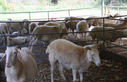 羊炭疽病用什么药好?