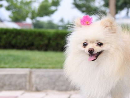 犬瘟吃什么药管用？治疗犬瘟的药物