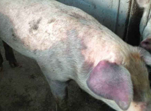 猪蓝耳病怎么治