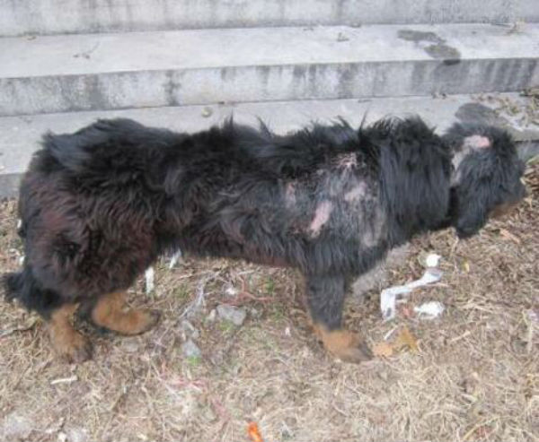 藏獒皮肤病的症状有哪些?是怎么引起的?