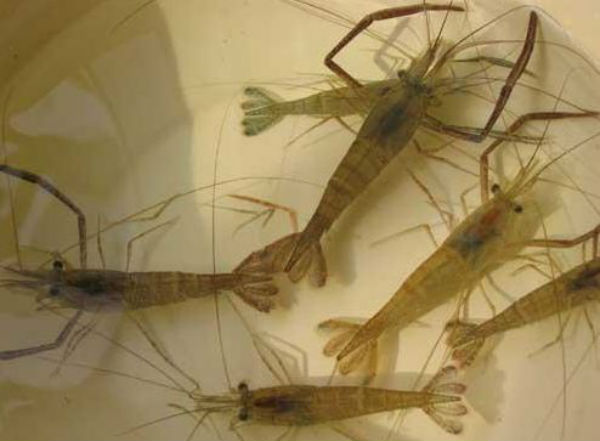 河虾吃什么食物？怎么养？