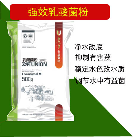 乳酸菌粉