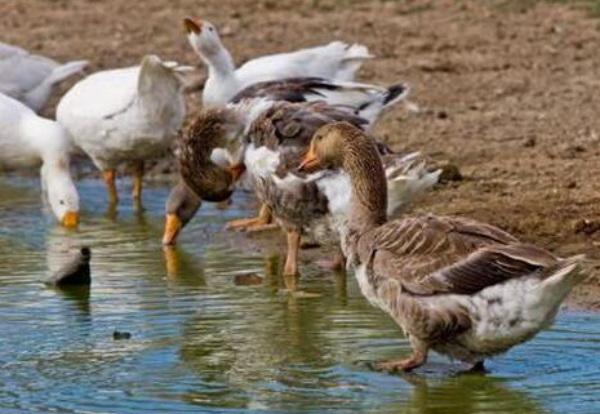 鸭曲霉菌病怎么治？好治吗？