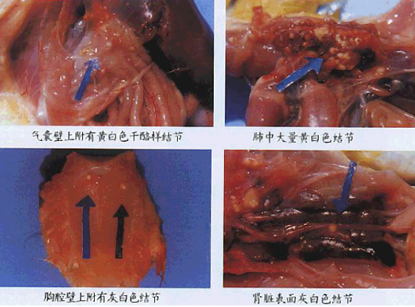 鸭曲霉菌病的症状有哪些？怎么诊断？