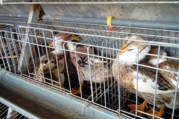 鸭得了曲霉菌病怎么办？如何控制？