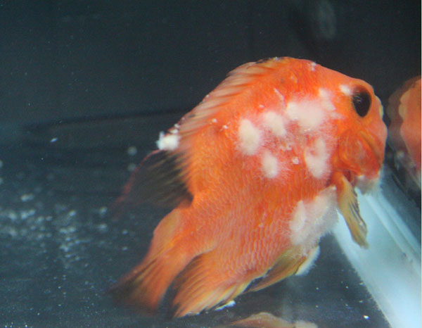 传染性鱼白皮病的防治