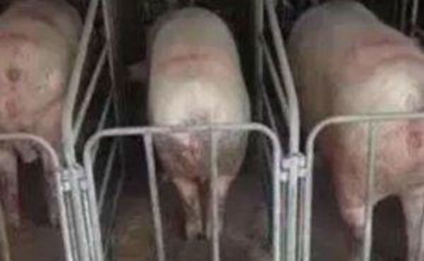 母猪便秘不食怎么办？经常便秘是什么原因？