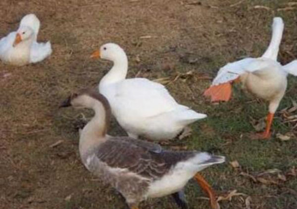 鹅传染性鼻窦炎有哪些症状？鼻窦炎的症状图片