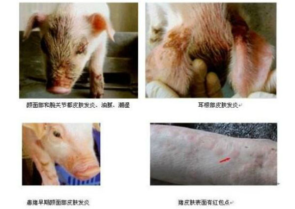 仔猪渗出性皮炎的症状图片有哪些？